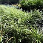 Aztec Grass Lily Turf