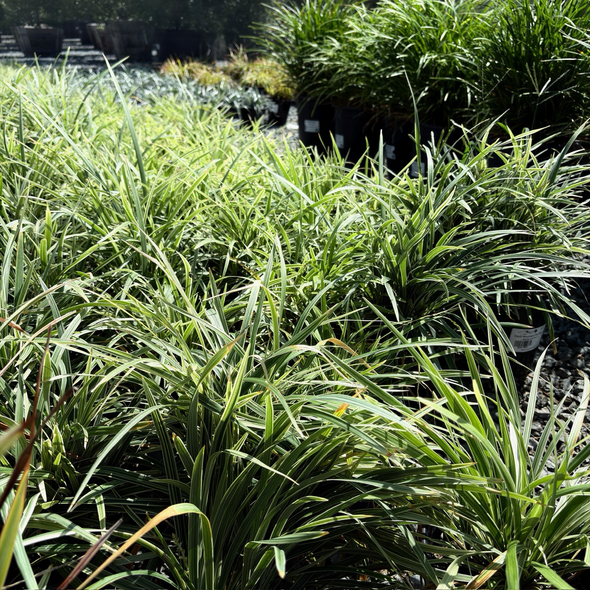 Aztec Grass Lily Turf