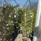 Potato Vine