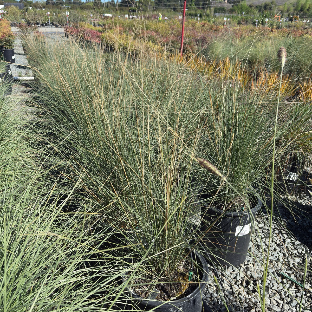 White Cloud Muhly