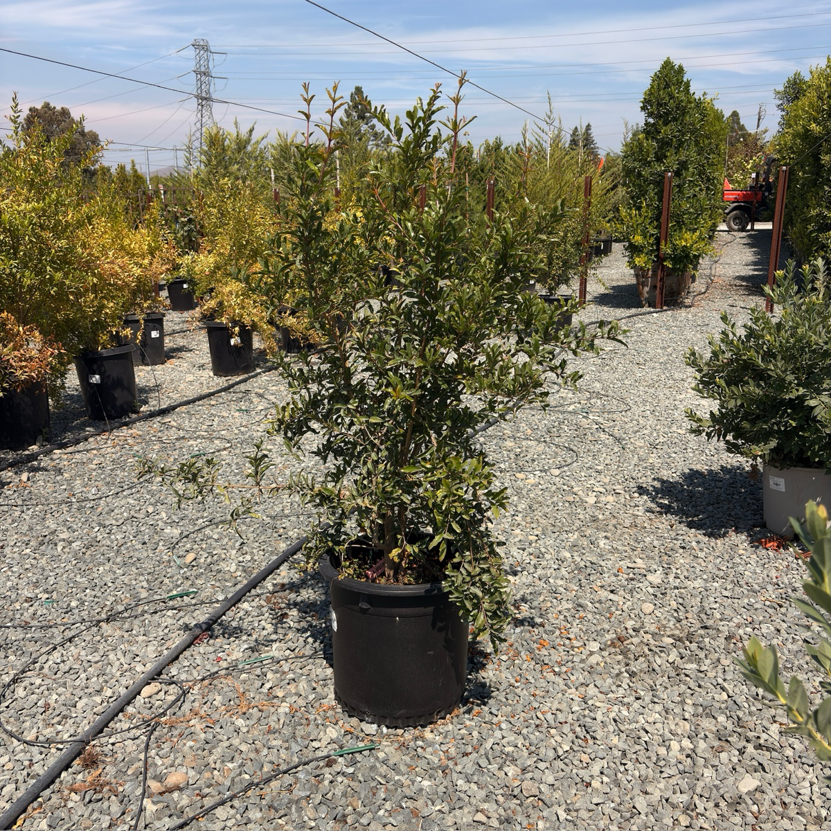 Ambrosia Pomegranate Tree