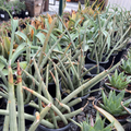 Cylindrical Snake Plant