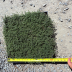 Woolly Thyme