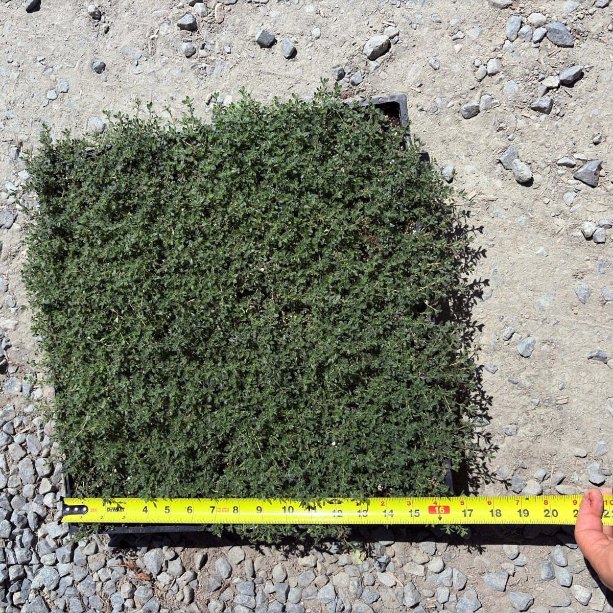 Woolly Thyme