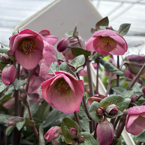 Dorothy's Dawn Frostkiss Hellebore | Pink Flowers with Marbled
