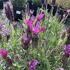 Javelin Deep Purple Spanish Lavender