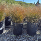 Orange New Zealand Sedge