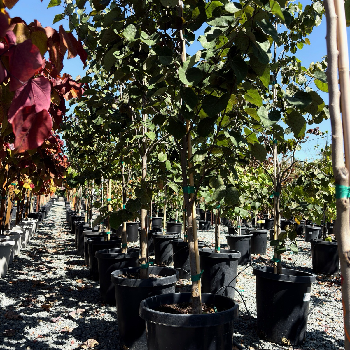 Merlot Eastern Redbud