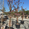 Robinson Flowering Crabapple