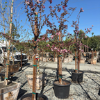 Robinson Flowering Crabapple