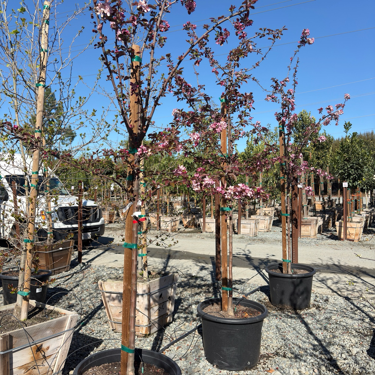 Robinson Flowering Crabapple