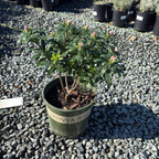 Eternal Fragrance Daphne