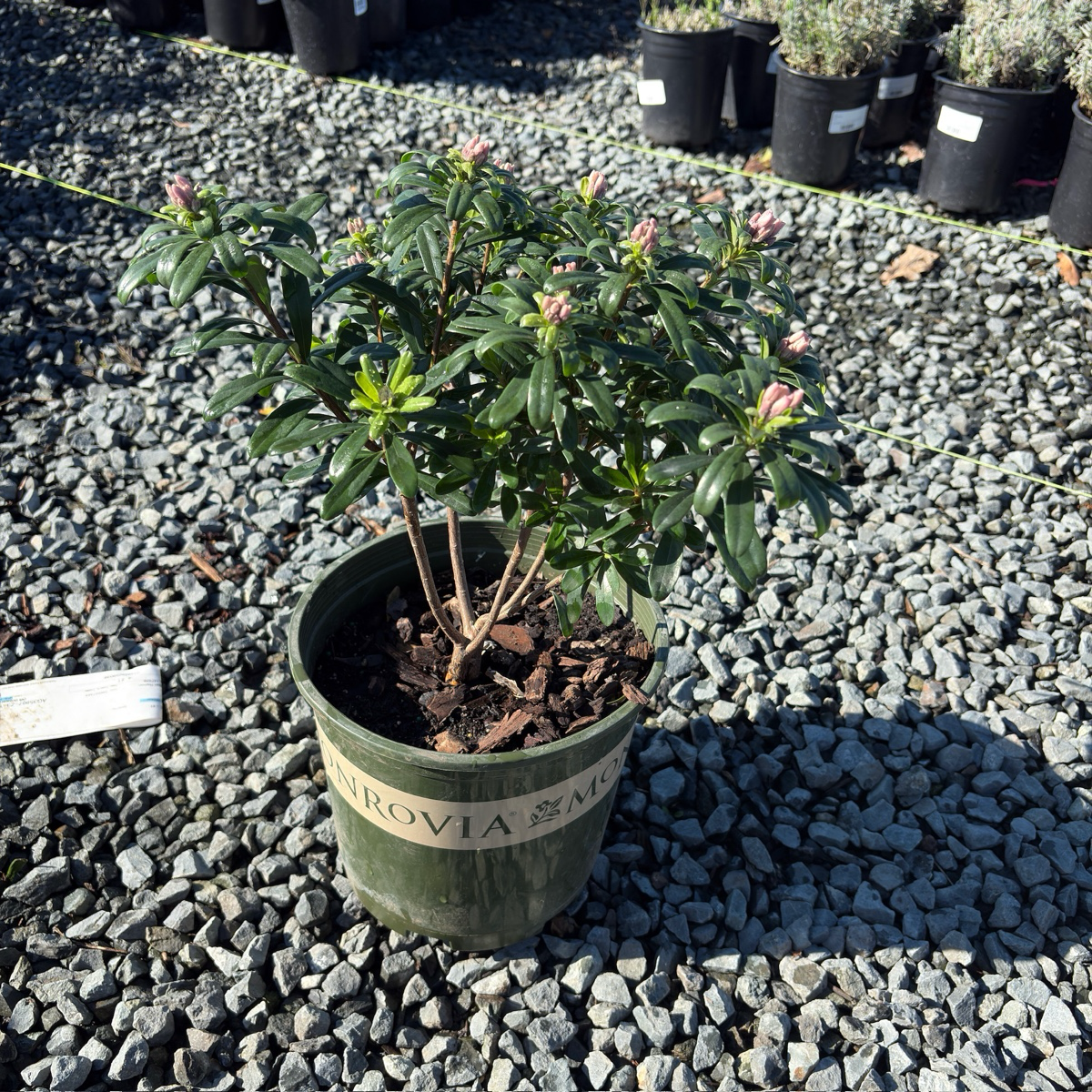 Eternal Fragrance Daphne