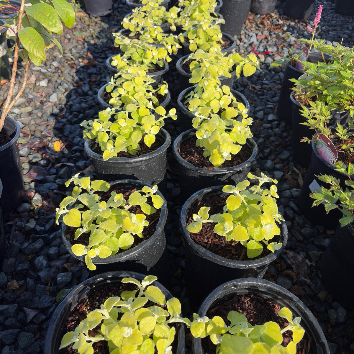 Limelight Licorice Plant