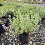 Blue Wonder Catmint