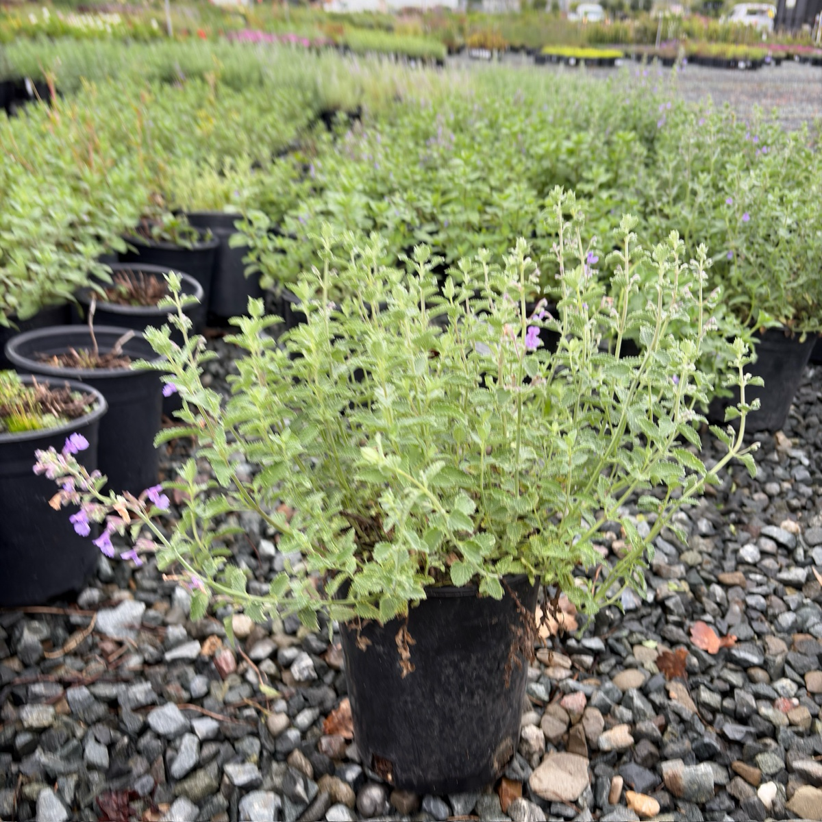 Blue Wonder Catmint