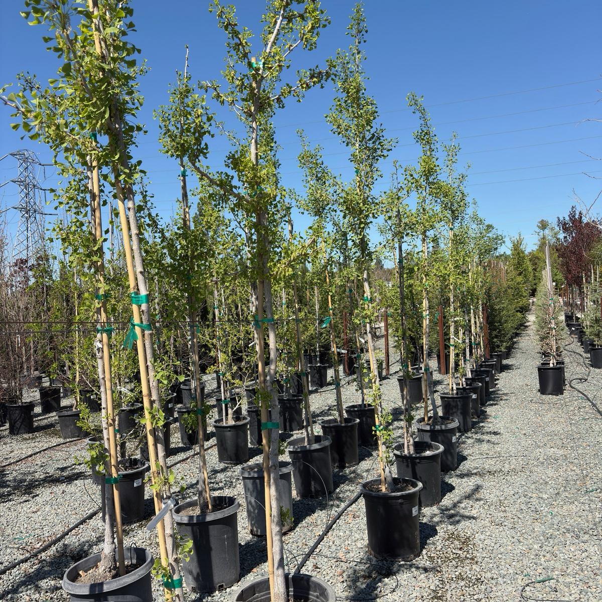 Saratoga Ginkgo