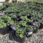 Rozanne Cranesbill