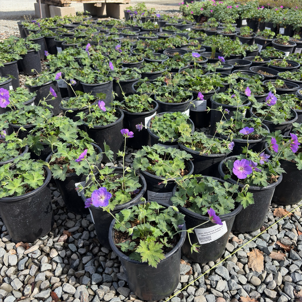 Rozanne Cranesbill