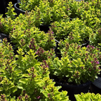 Summer Sunshine Wall Germander