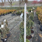 Green Mountain Boxwood