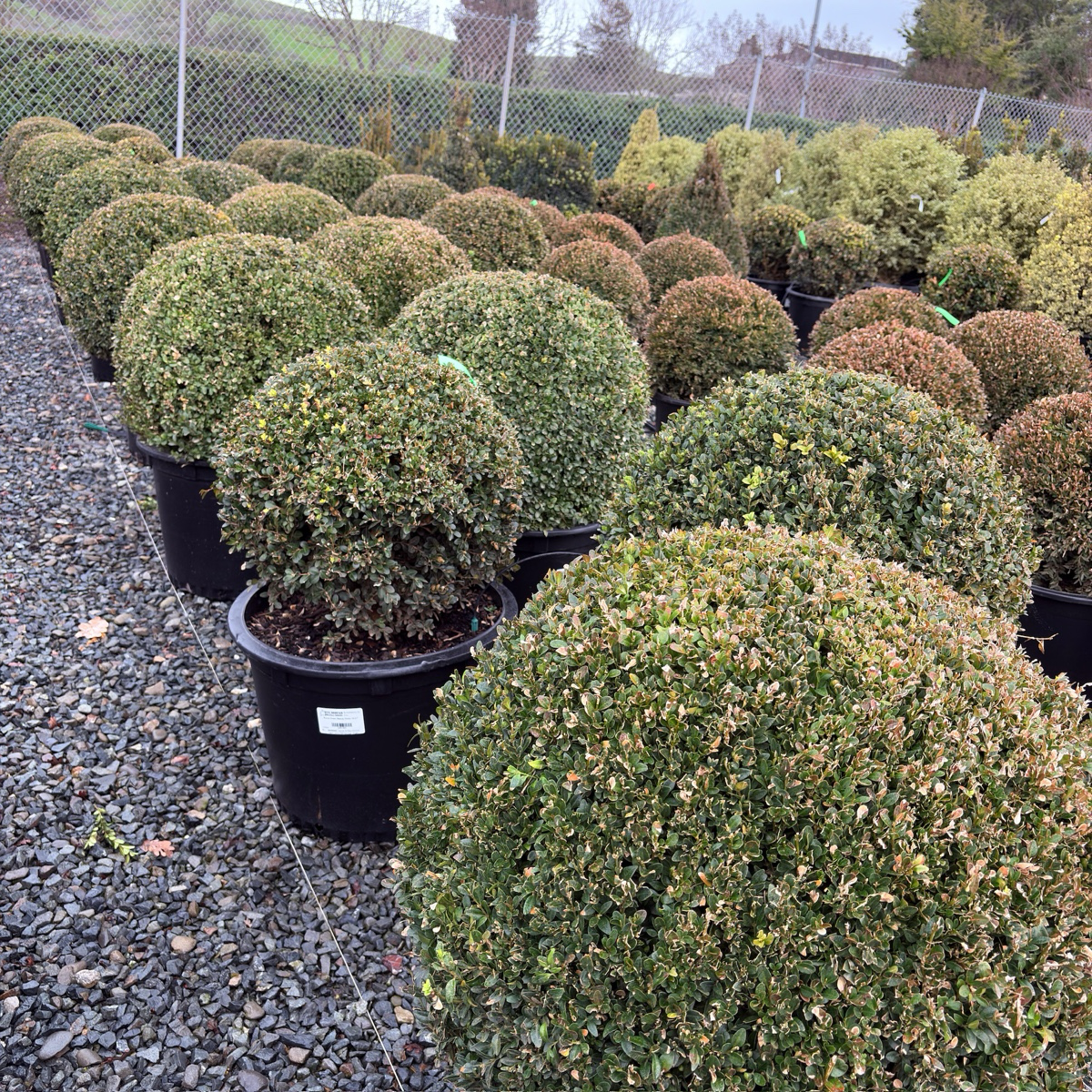 English Boxwood