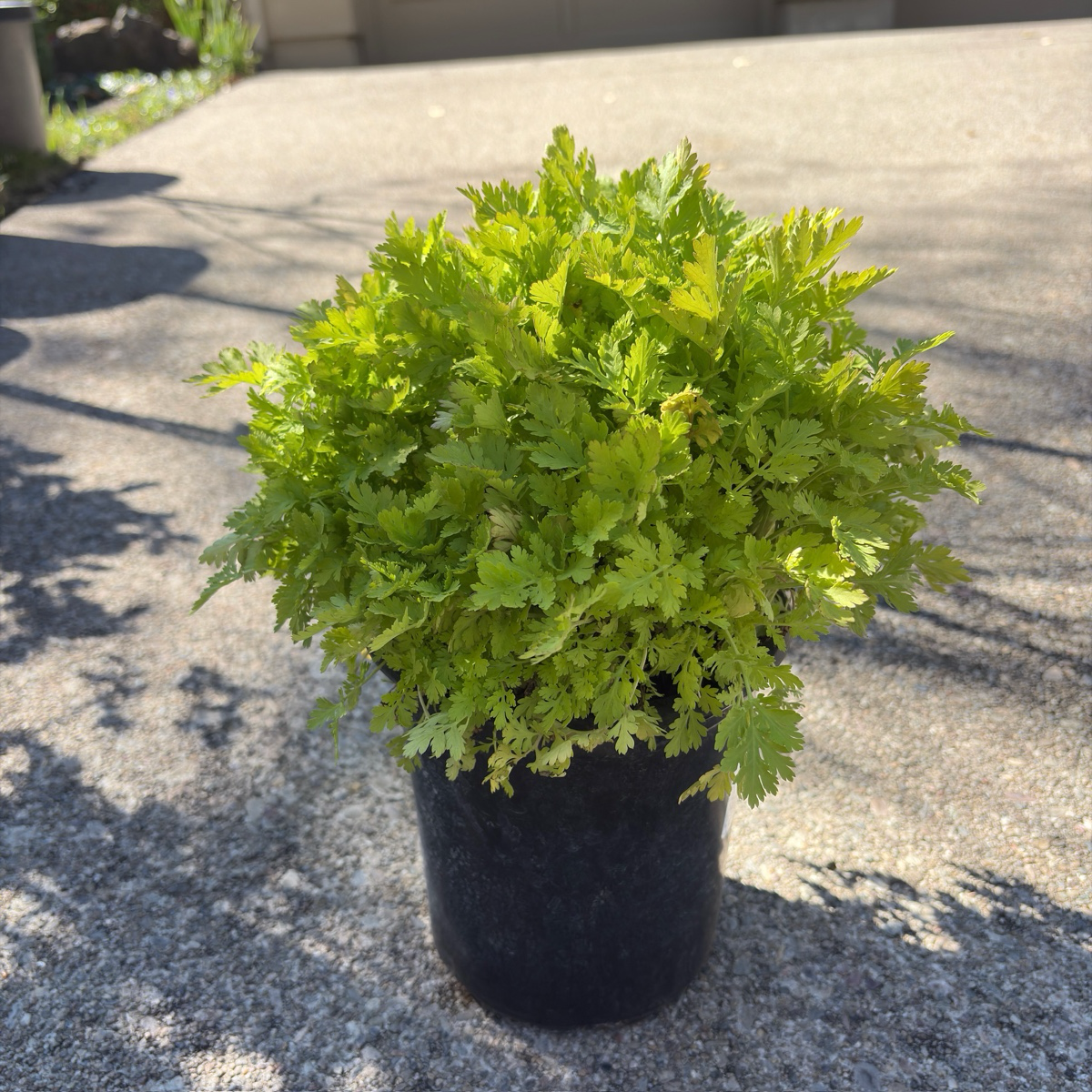 Golden Feverfew