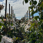 Sally Holmes Climbing Rose