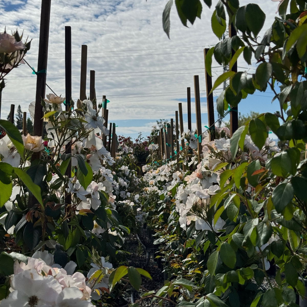 Sally Holmes Climbing Rose