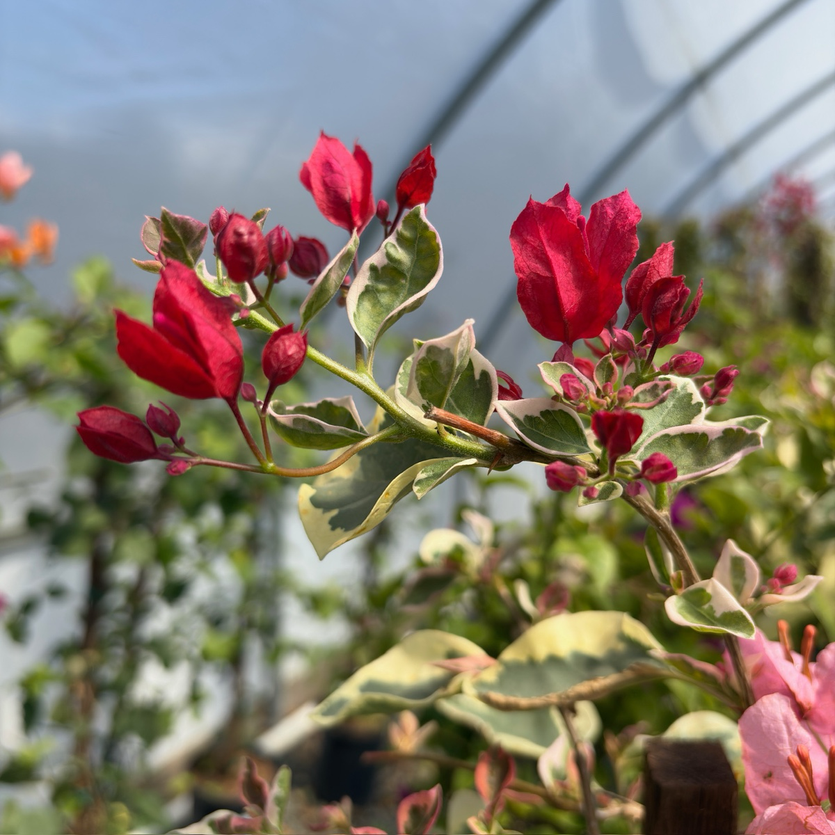 Raspberry Ice Variegated Bougainvillea