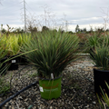 Coolvista Dianella