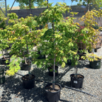 Fernleaf Fullmoon Maple