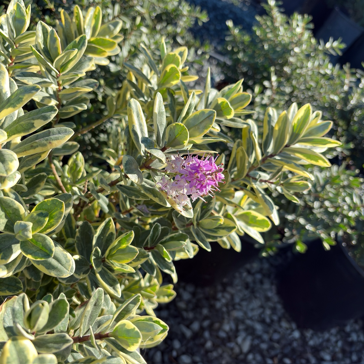 Variegata Hebe