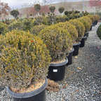 Green Mountain Boxwood