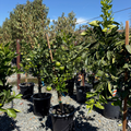 Lane Late Navel Orange Tree