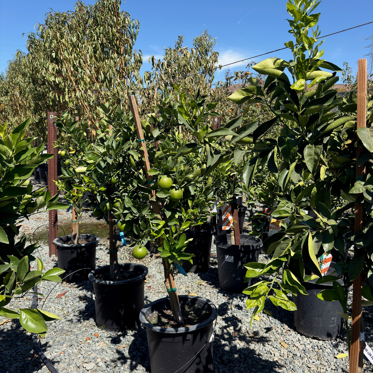 Lane Late Navel Orange Tree