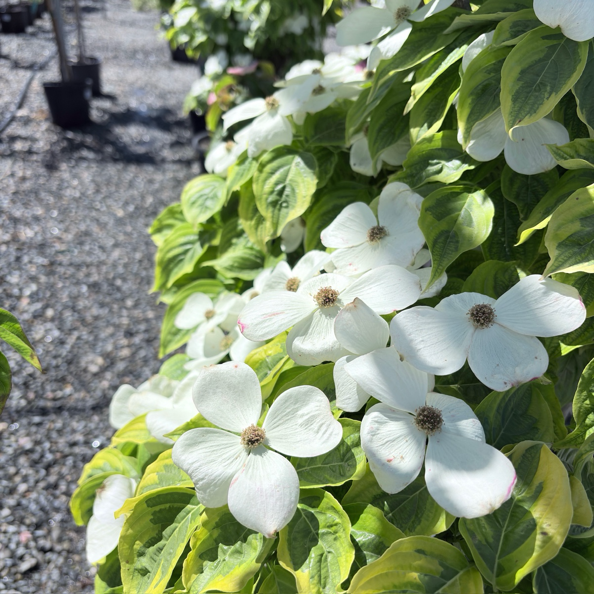 Celestial Shadow Dogwood
