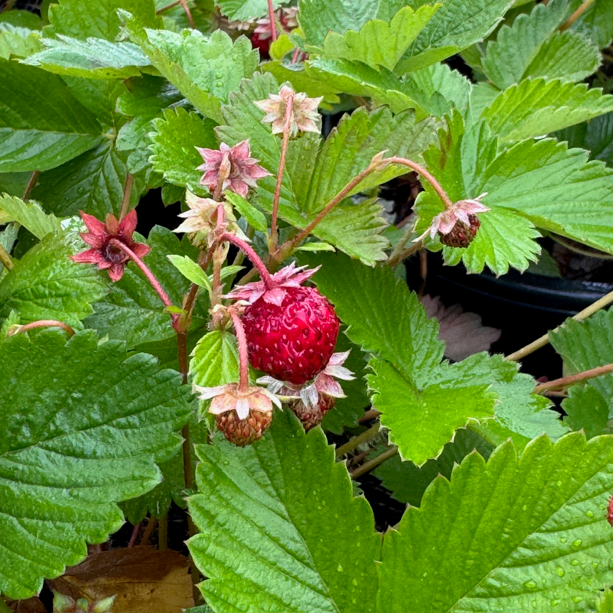 Woodland Strawberry