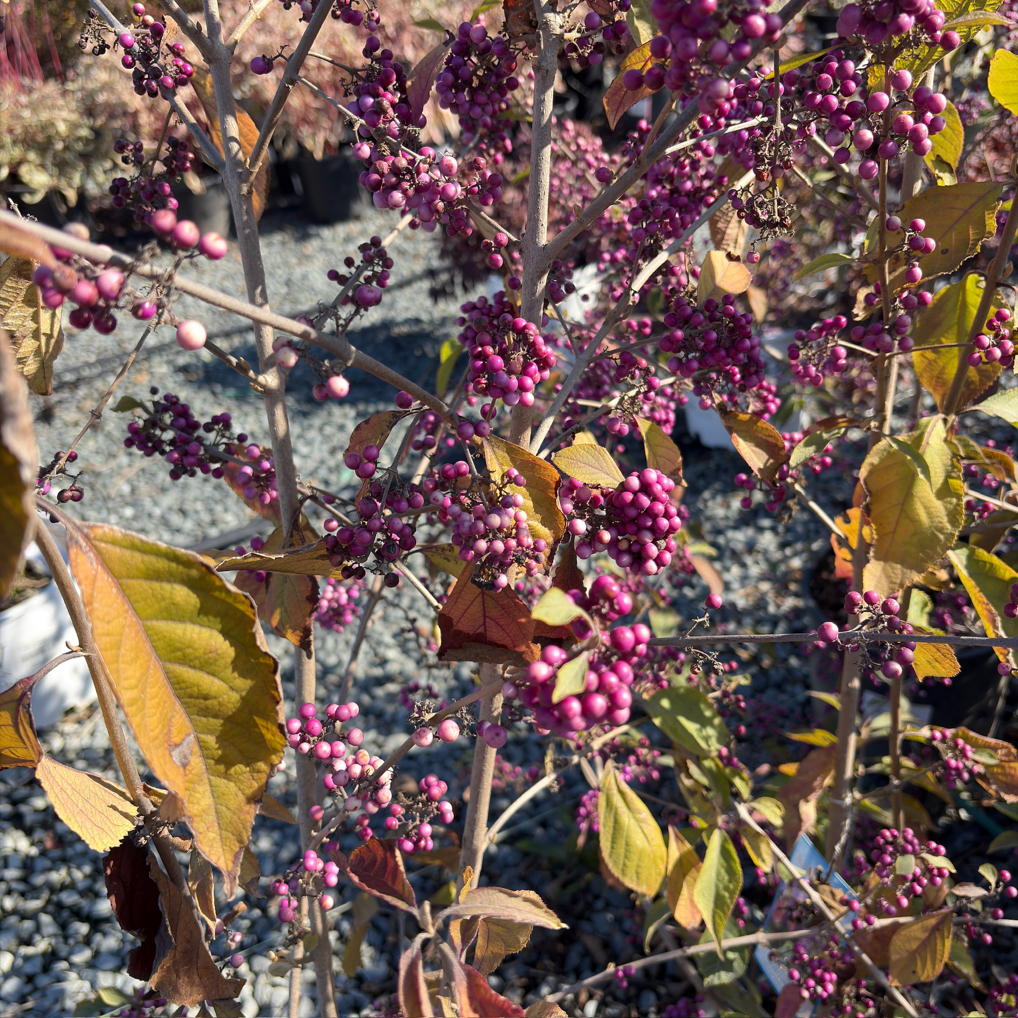 Profusion Beautyberry