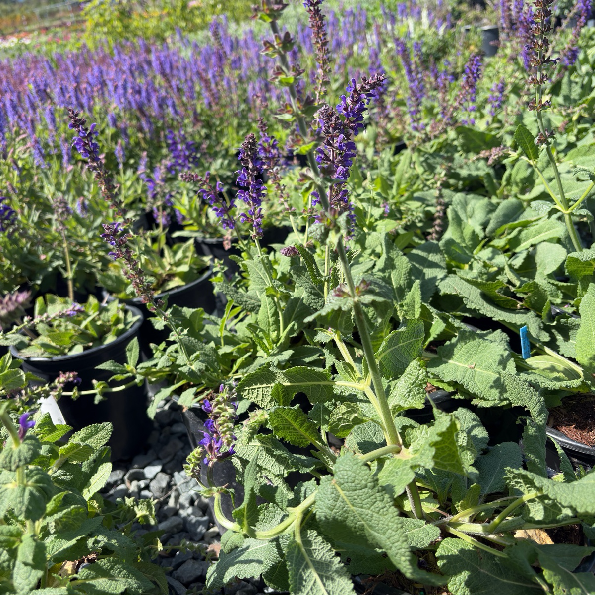 May Night Wood Sage