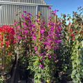 Purple Bougainvillea