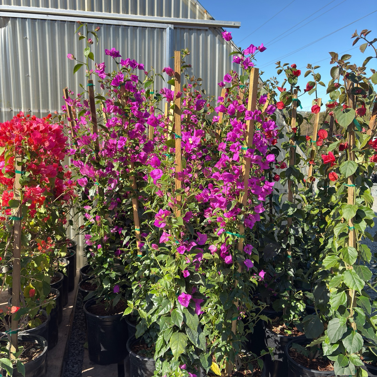 Purple Bougainvillea