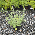 Six Hills Giant Catmint