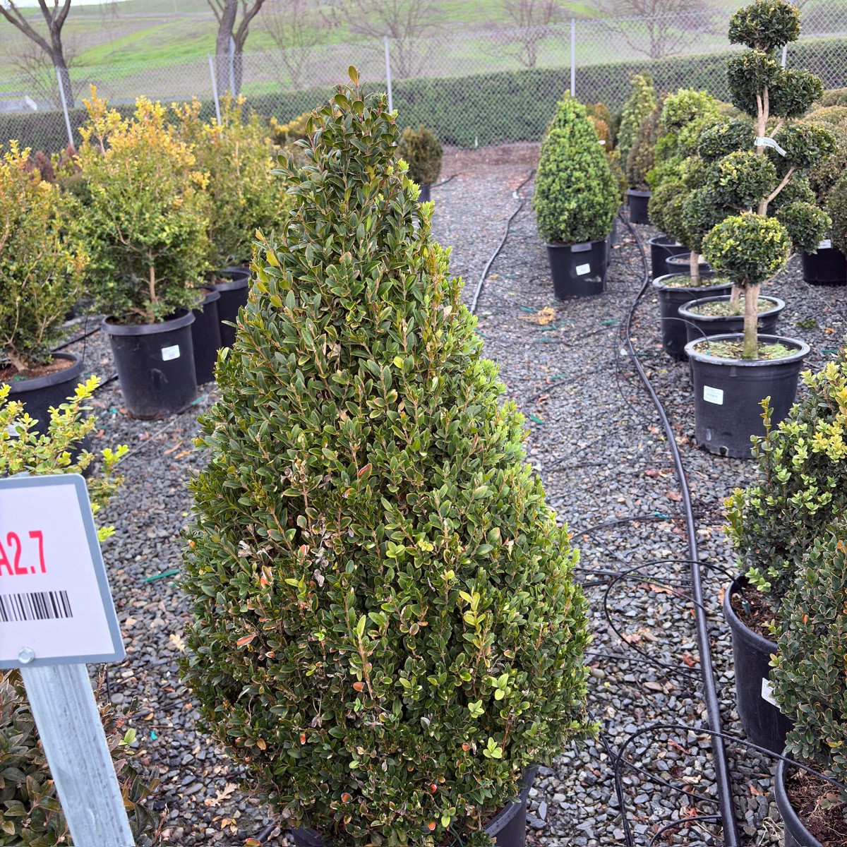 English Boxwood