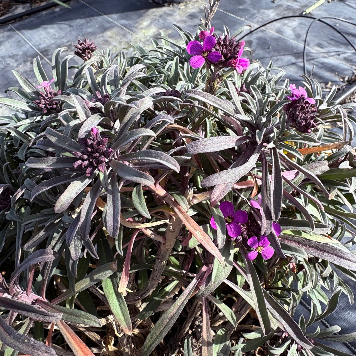 Bowles' Mauve Wallflower