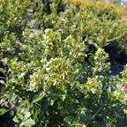 White Escallonia