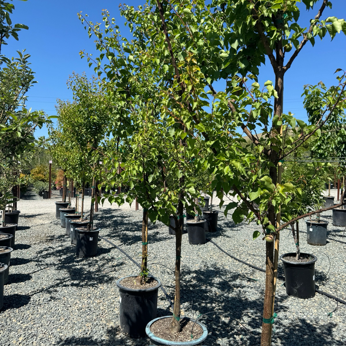 Tilton Apricot