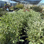 California White Sage