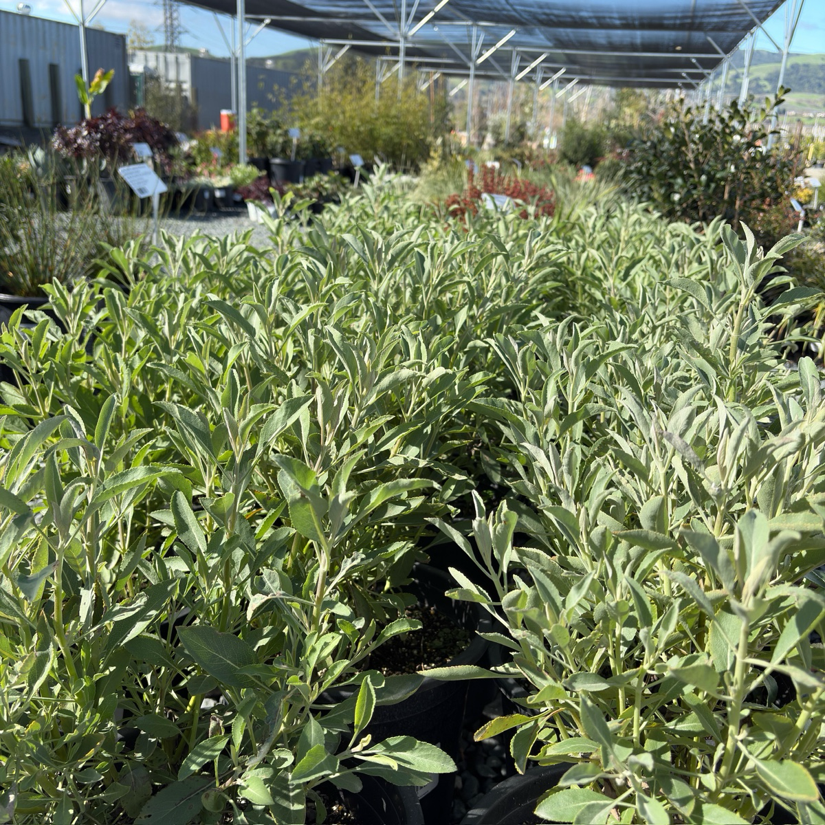 California White Sage