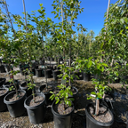 Giant Fuyu Persimmon